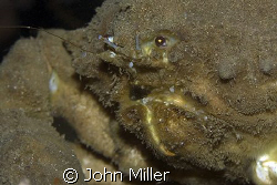 Large crab spotted on coral during a night dive north of ... by John Miller 